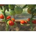 Проверенный сорт томатов - Кумир 