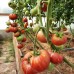 Проверенный сорт томата "Дикая роза"