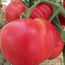 Сорт томатов - Гигант Маслова