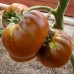 Проверенный сорт томата "Кленовый сироп"