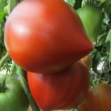 Проверенный сорт томатов - Линнея сердце