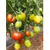 Сорт томатов - Линнея сердце