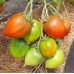 Проверенный сорт томатов - Линнея сердце