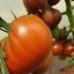Проверенный сорт томата "Мавританец"