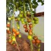 Проверенный сорт томата "Мавританец"