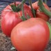 Проверенный сорт томатов - Мастодонт