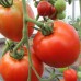 Проверенный сорт томатов Московские окна