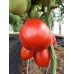 Проверенный сорт томатов - Пузата хата