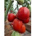 Проверенный сорт томата "Пуфик"