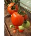 Проверенный сорт томата "Сердцеед"