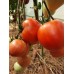 Проверенный сорт томата "Сердцеед"