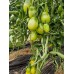 Проверенный сорт томата "Изумрудная груша"