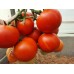 Проверенный сорт томата "Яблочный спас"
