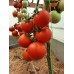 Проверенный сорт томата "Яблочный спас"