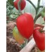 Проверенный сорт томатов Элеонора