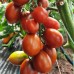 Проверенный сорт томатов  - Черный гроздевой