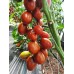 Проверенный сорт томатов  - Черный гроздевой