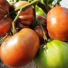 Проверенный сорт томатов - Гери О Сена