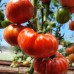 Проверенный сорт томатов  - Фестиваль