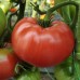Проверенный сорт томатов -  Кардинал
