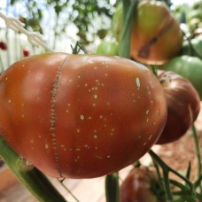 Проверенный сорт томата - Кленовый сироп