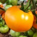 Проверенный сорт томатов  - Тырновский оранжевый