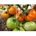Проверенный сорт томатов  - Тырновский оранжевый