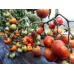 Проверенный сорт томатов - Спиридон