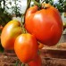 Проверенный сорт томатов Подсинское чудо