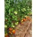 Проверенный сорт томатов Подсинское чудо