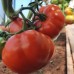 Проверенный сорт томатов Марманде