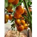 Проверенный сорт томата "Основные цвета"