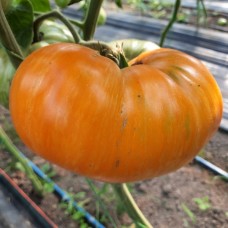 Сорт томатов - Жемчужина Джанет