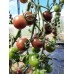 Проверенный сорт томатов - Вишня Черная