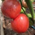 Проверенный сорт томатов - Алая заря