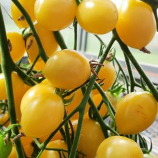 Проверенный сорт томатов  - Барбарис