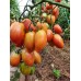 Проверенный сорт томата - Безумие Касади