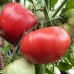 Проверенный сорт томатов -  Гном  розовый тяжеловес