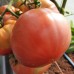 Проверенный сорт томатов Ольга
