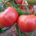 Проверенный сорт томата - Голубиная свадьба