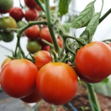 Проверенный сорт томатов -  Домашний