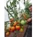 Проверенный сорт томатов -  Домашний