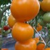 Проверенный сорт томата - Желтая река