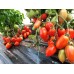 Проверенный сорт томатов -  Засолочный деликатес