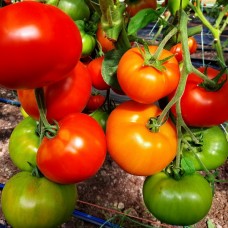 Проверенный сорт томатов -  Король ранних