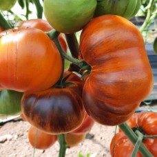 Проверенный сорт томата - Красавица под вуалью