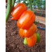 Проверенный сорт томата - Лисий хвост