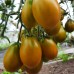 Проверенный сорт томатов  - Медные клавиши