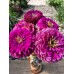 Цинния гергиноцветковая Дрим Пурпур