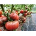 Проверенный сорт томатов - Углерод